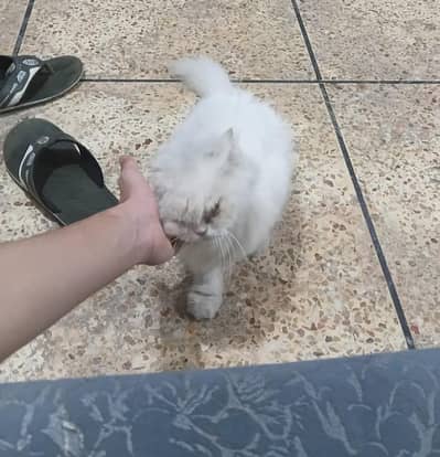 perian Cat punch Face