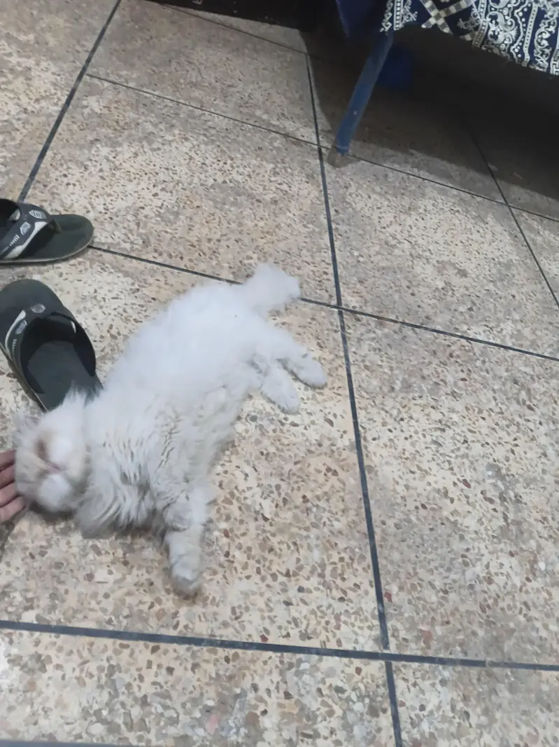 perian Cat punch Face — photo 3
