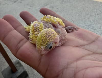 Budgie Chick Hand tame