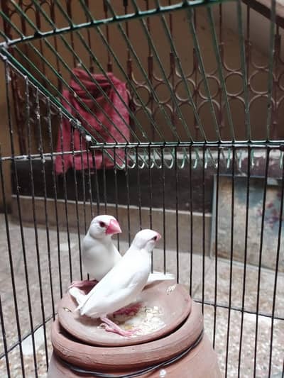 Java Finches For Sale