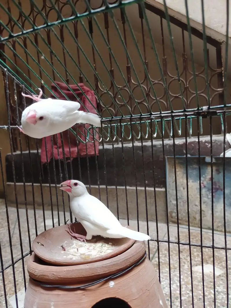 Java Finches For Sale — photo 2