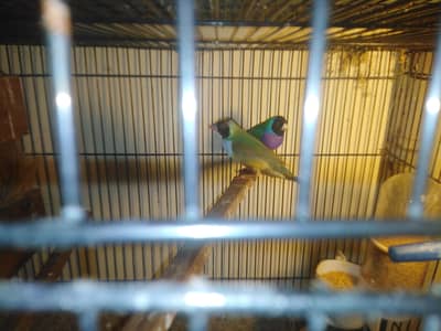 star finch yellow head, shuff tail fown pair, ol finch 2 pair fown