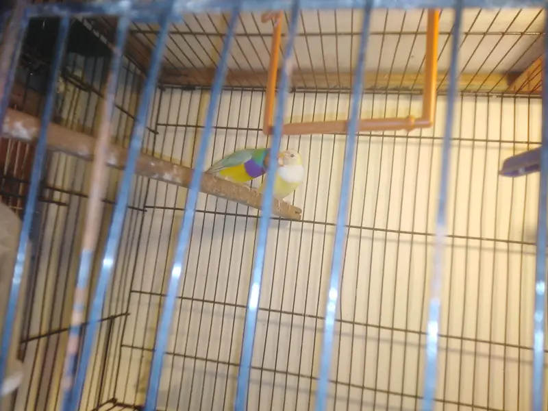 star finch yellow head, shuff tail fown pair, ol finch 2 pair fown — photo 2