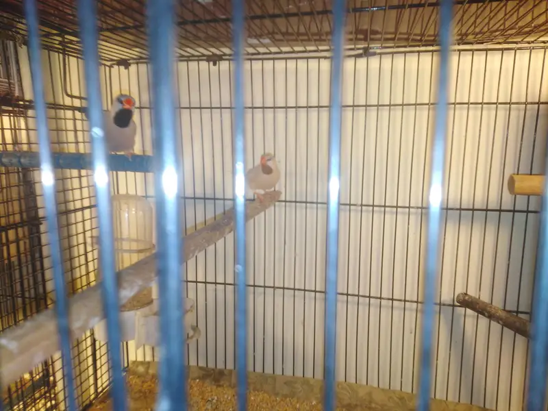 star finch yellow head, shuff tail fown pair, ol finch 2 pair fown — photo 3