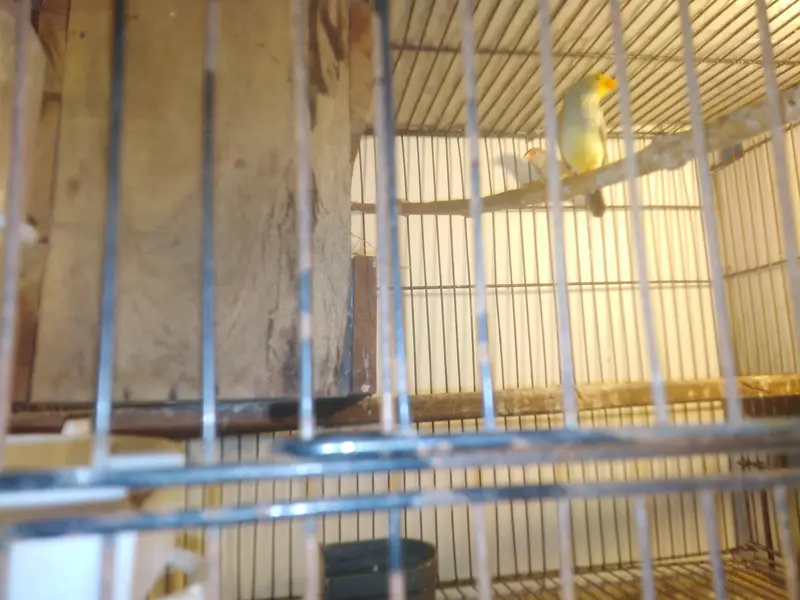 star finch yellow head, shuff tail fown pair, ol finch 2 pair fown — photo 4