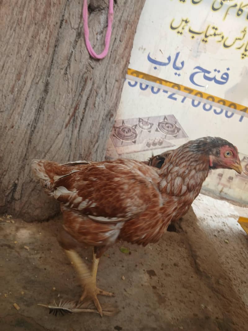 03343949064 1