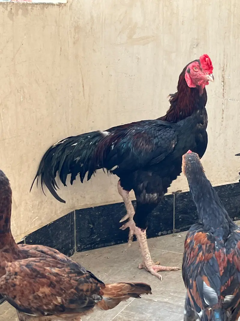 03343949064 — photo 9