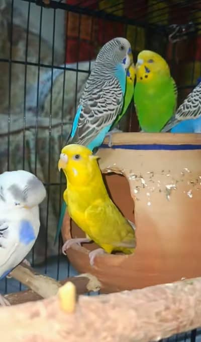 budgies for sale