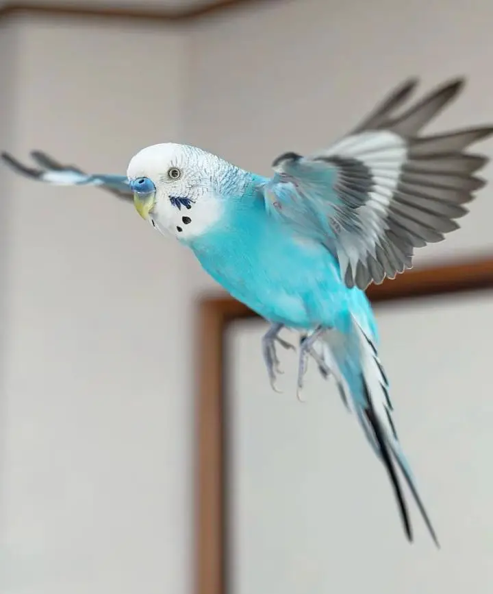 budgies for sale — photo 2