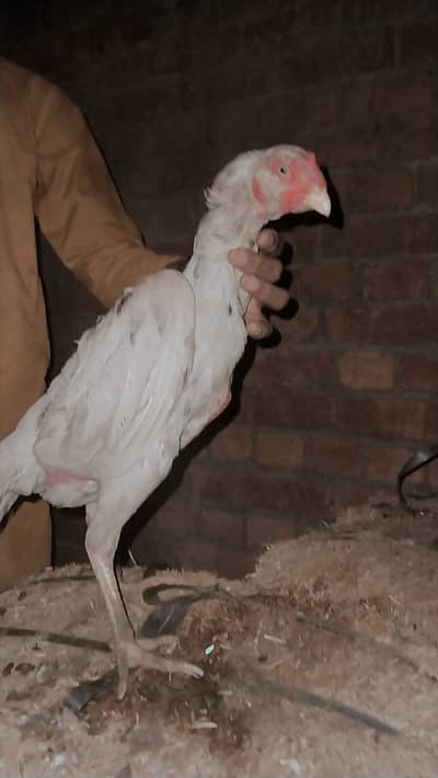 Pure gulwa burmi