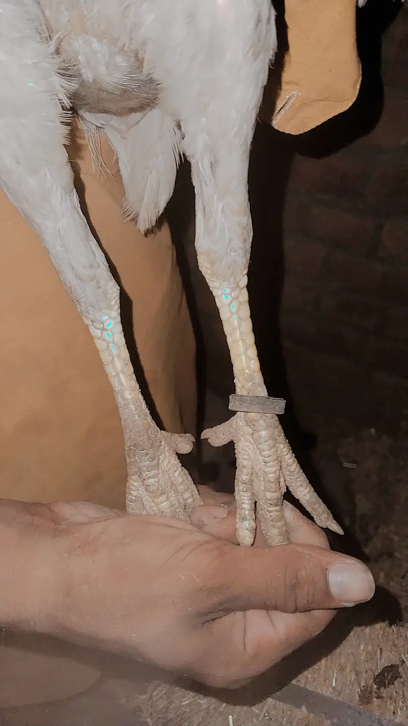 Pure gulwa burmi — photo 3