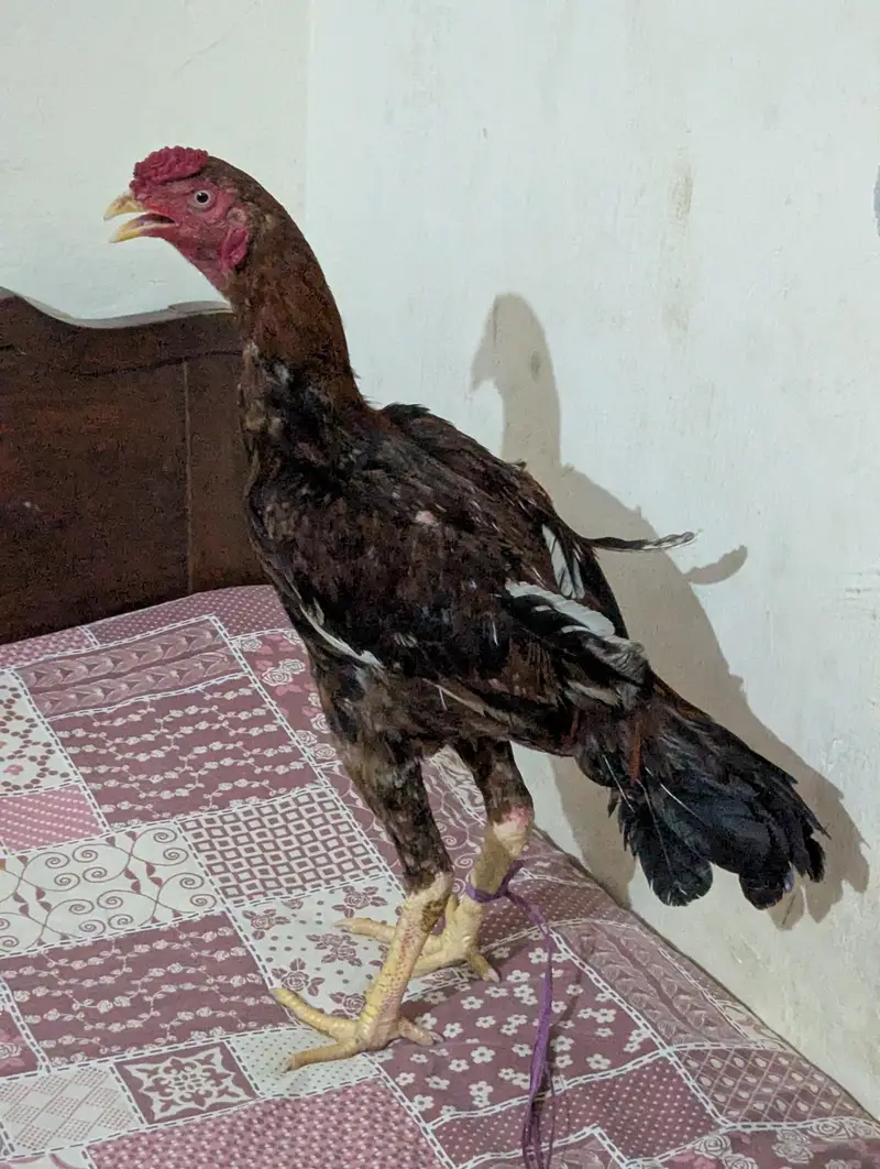 aseel mianwali — photo 4