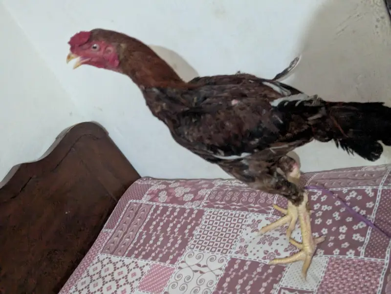 aseel mianwali — photo 5