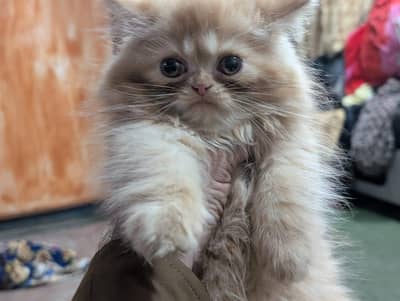 person kitten