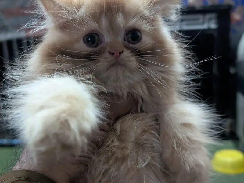 person kitten — photo 2