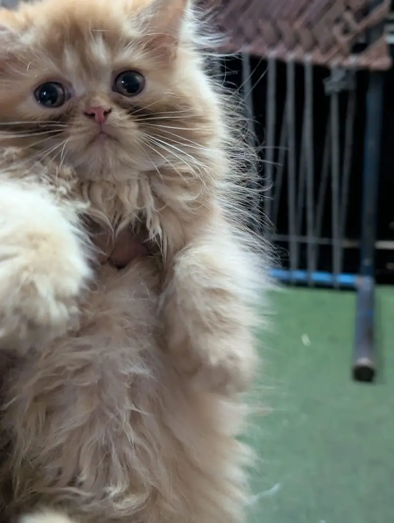 person kitten — photo 3