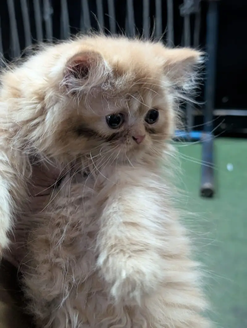 person kitten — photo 4