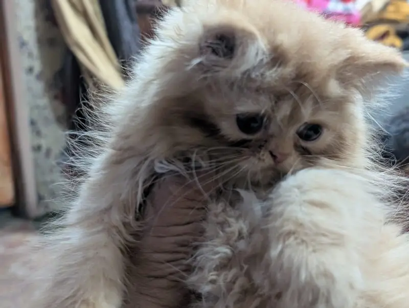 person kitten — photo 5