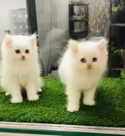 (Persian female kitten) (for sale all) (Pakistan delivery available)