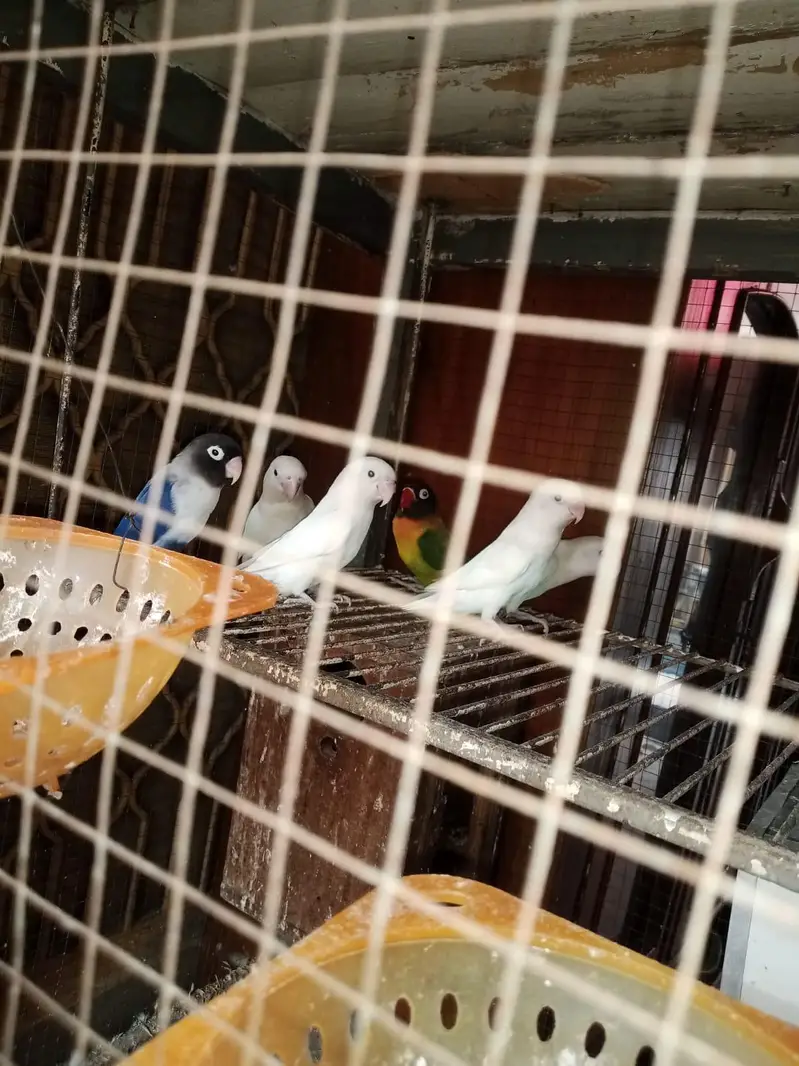 albino black eyes pair