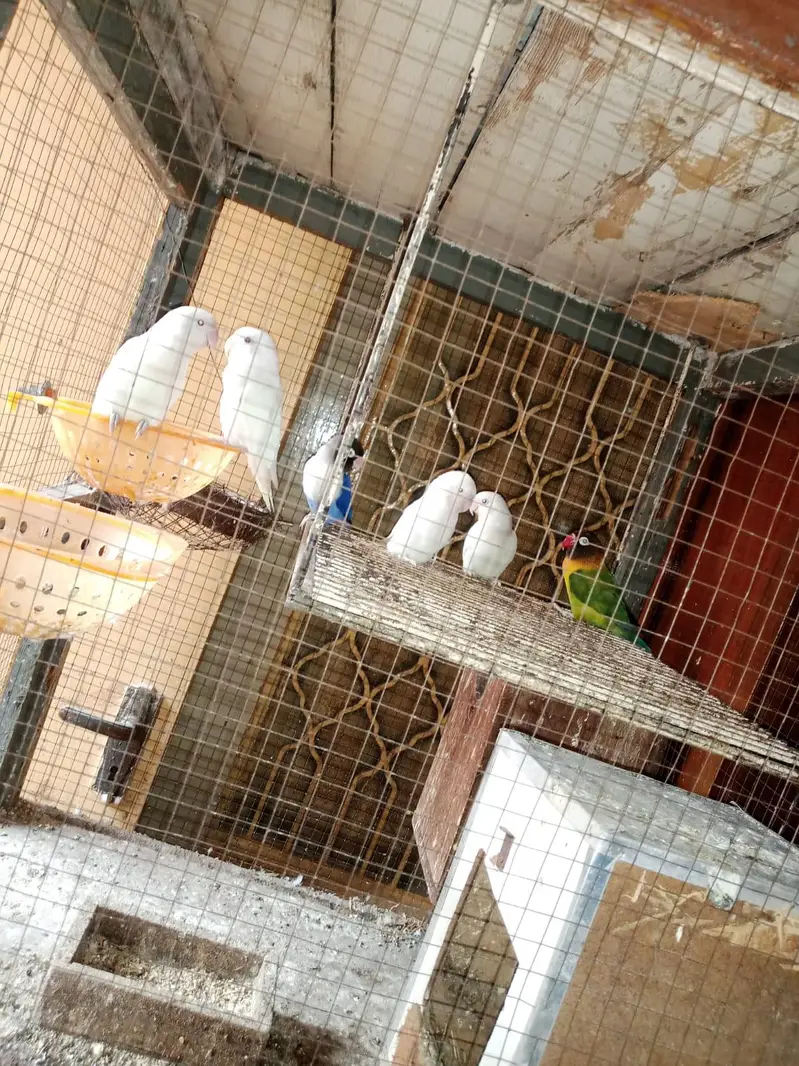 albino black eyes pair — photo 2
