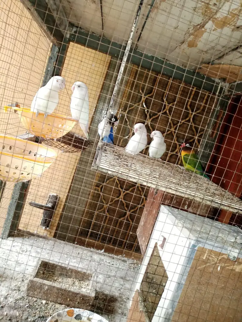 albino black eyes pair — photo 3