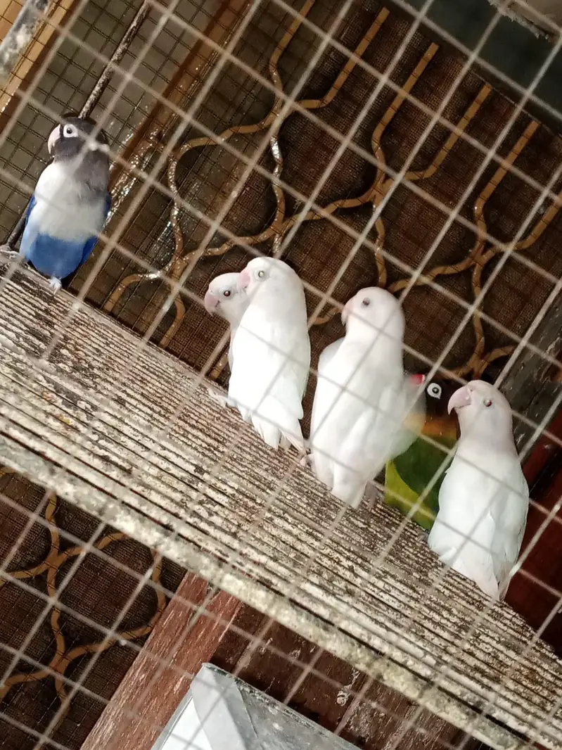 albino black eyes pair — photo 4