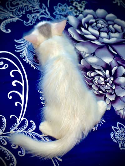Fluffy Persian Kitten 2 Months Old - Pekiblood Punch Face Line