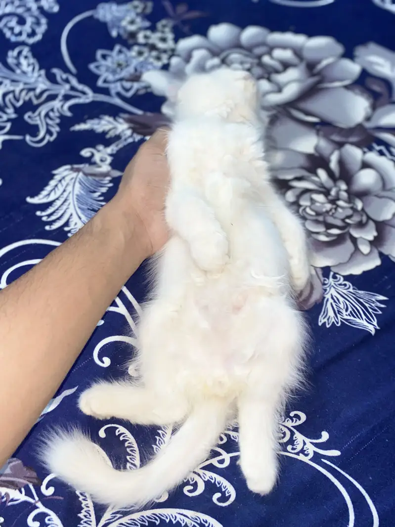 Fluffy Persian Kitten 2 Months Old - Pekiblood Punch Face Line — photo 2