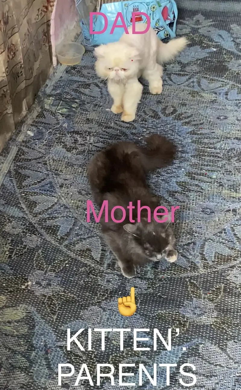 Fluffy Persian Kitten 2 Months Old - Pekiblood Punch Face Line — photo 3