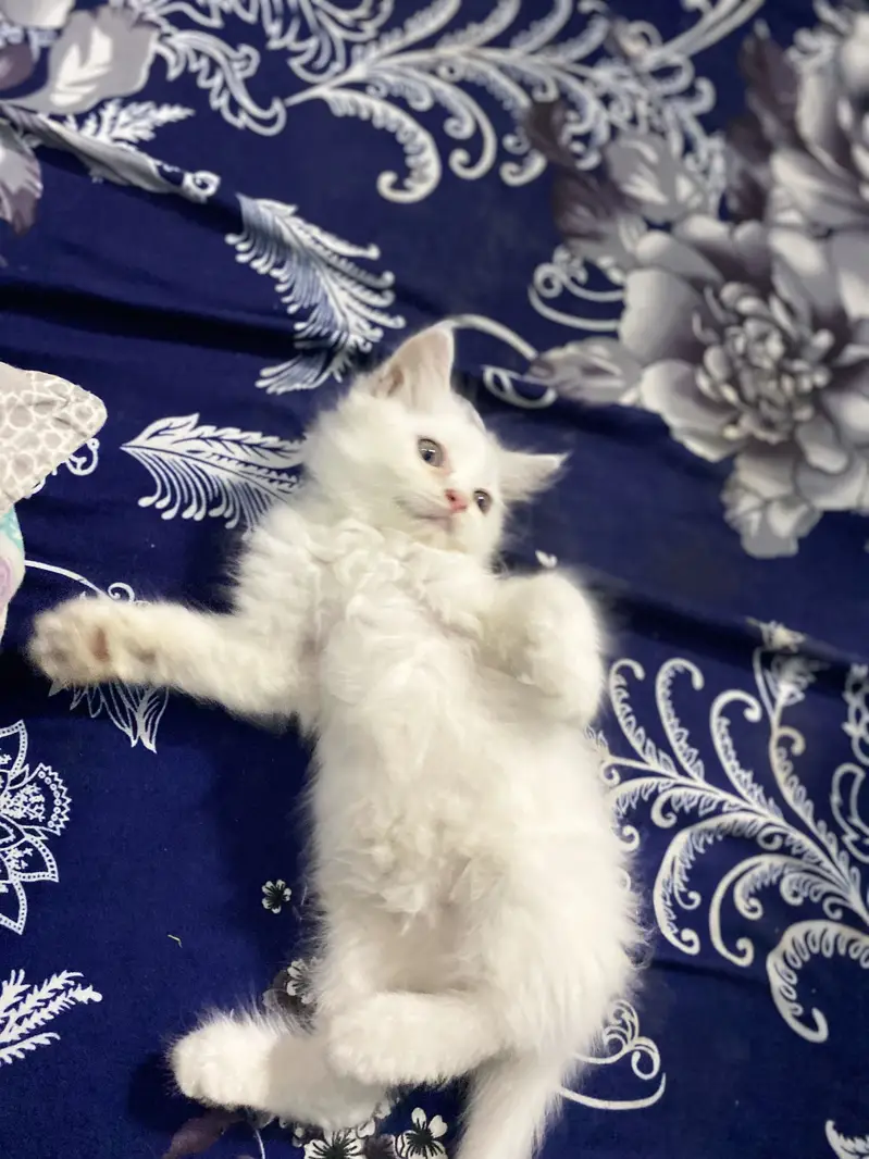 Fluffy Persian Kitten 2 Months Old - Pekiblood Punch Face Line — photo 4