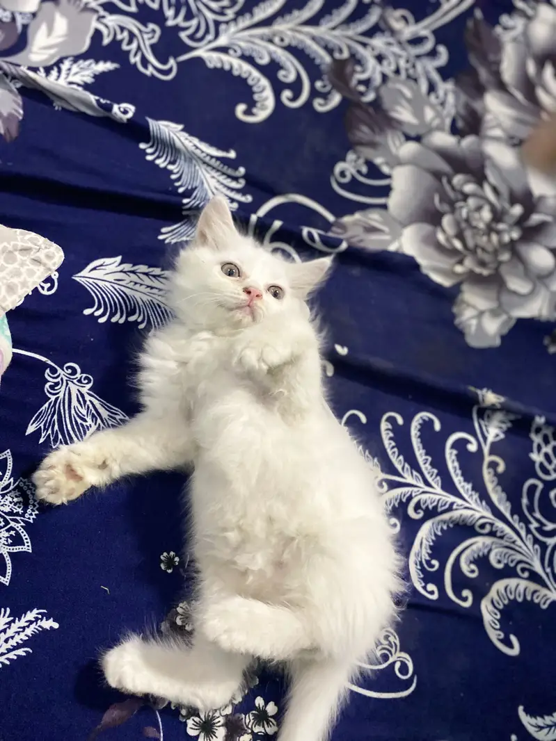 Fluffy Persian Kitten 2 Months Old - Pekiblood Punch Face Line — photo 5