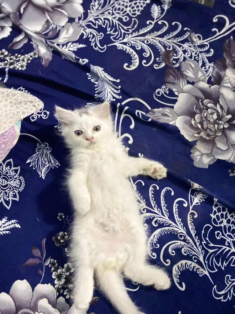 Fluffy Persian Kitten 2 Months Old - Pekiblood Punch Face Line — photo 6