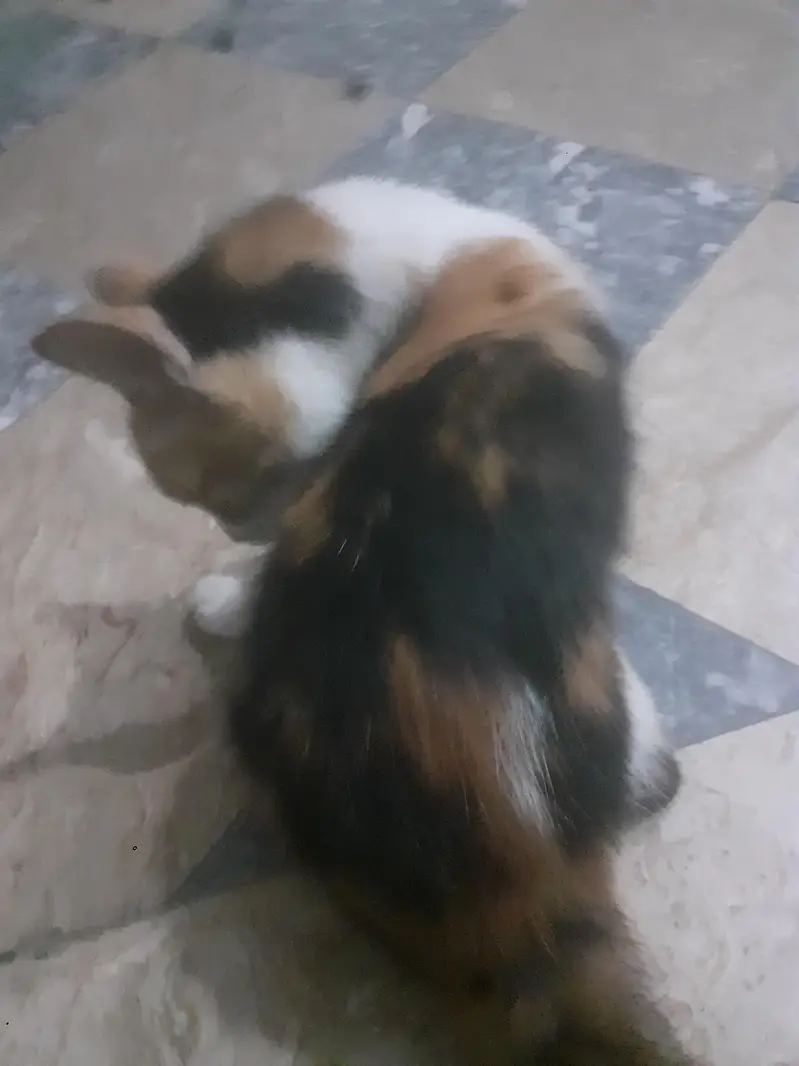 Caramel Brownie Double Coated Persian Cat — photo 3
