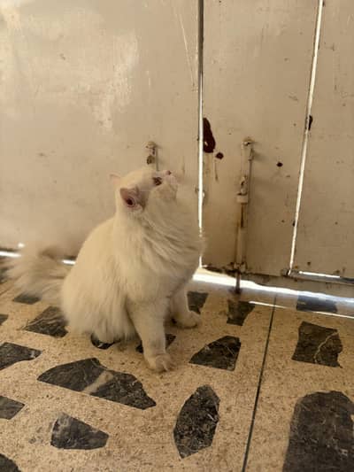 persian cat