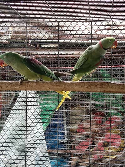 jumbo size raw pair healthay active breeder pair