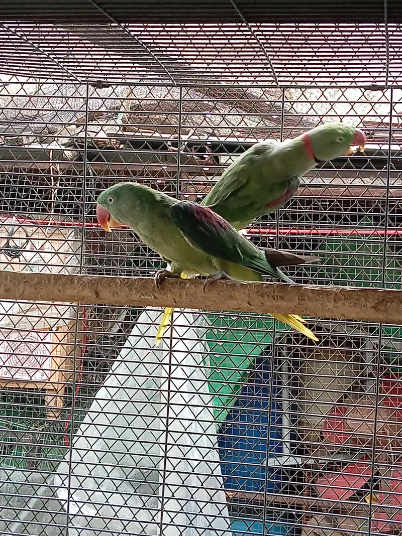 jumbo size raw pair healthay active breeder pair — photo 2