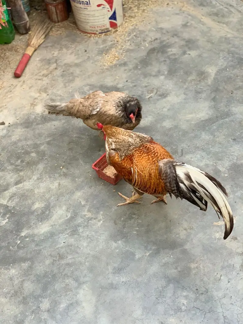 Pair ha mjh iski nasal nh pta lkn fancy han normal waly nh ha — photo 4