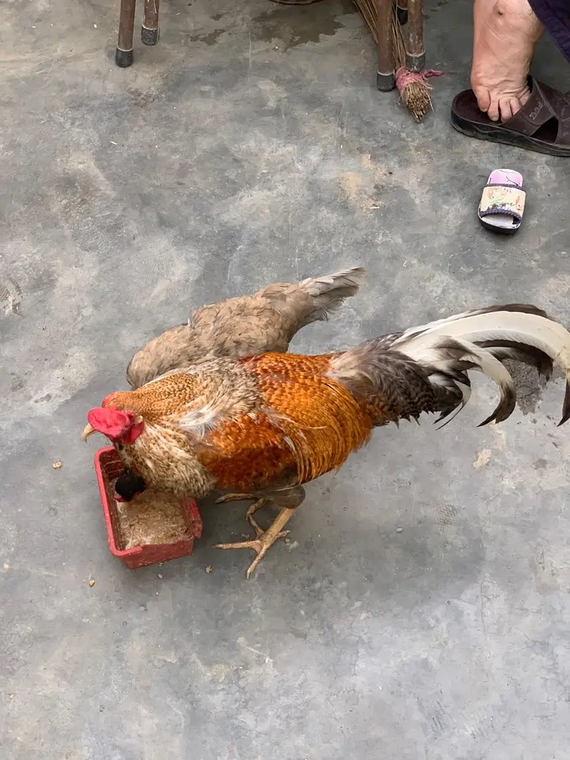 Pair ha mjh iski nasal nh pta lkn fancy han normal waly nh ha — photo 5
