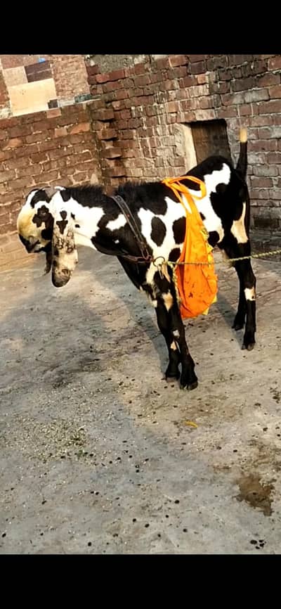 dasi bital Bakra 03098289032
