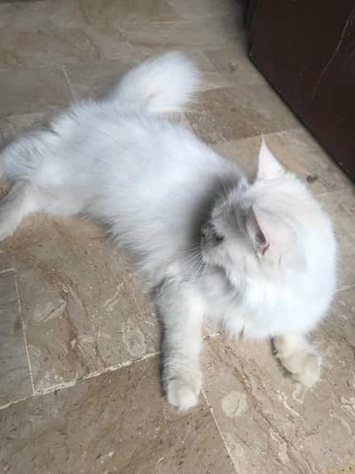 maine coon cross