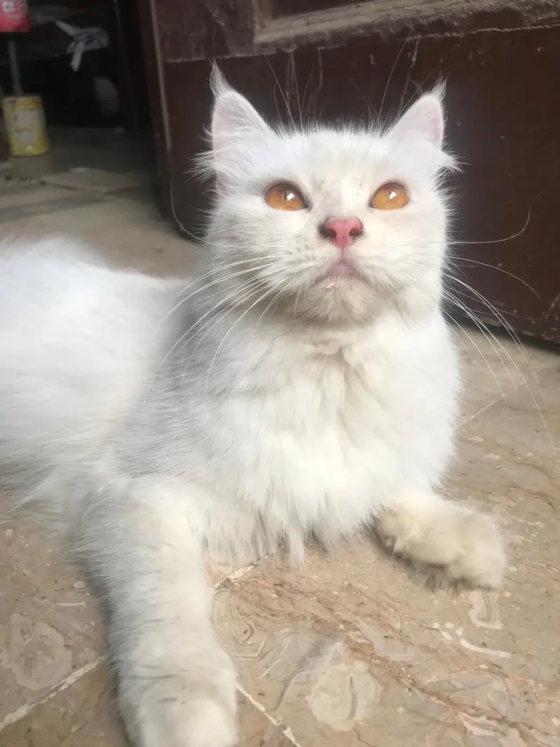 maine coon cross — photo 2