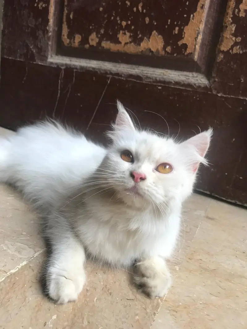maine coon cross — photo 3