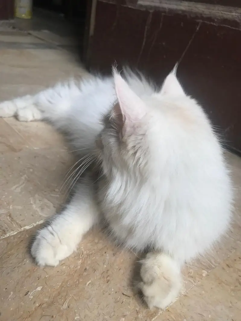 maine coon cross — photo 4