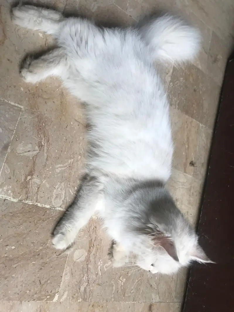 maine coon cross — photo 5