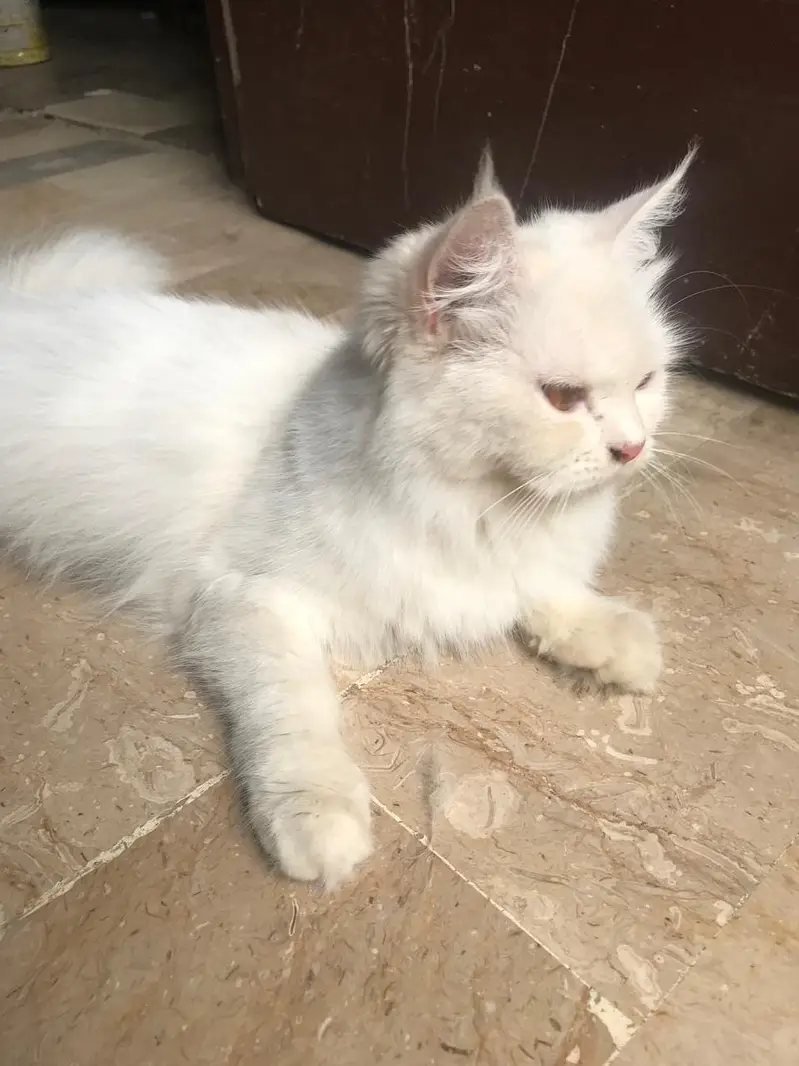 maine coon cross — photo 6