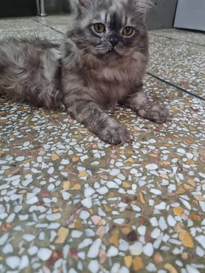 beautiful grey cat
