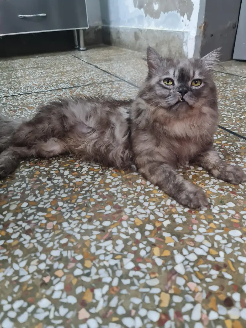 beautiful grey cat — photo 2