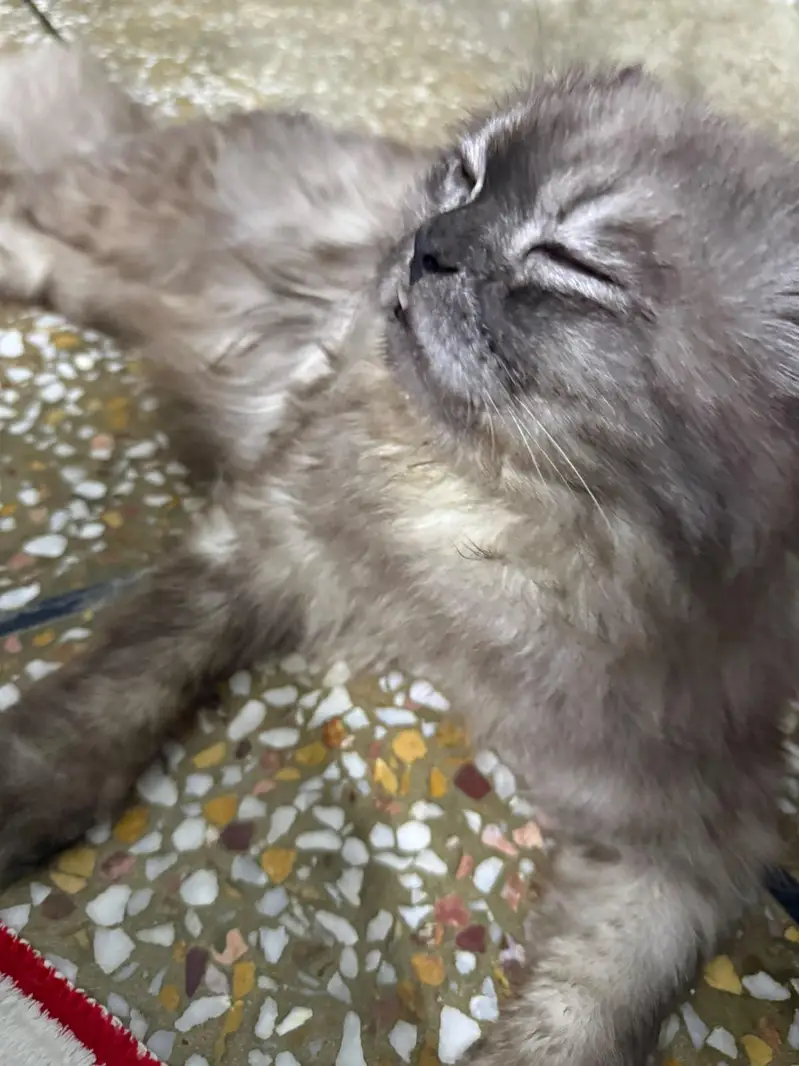 beautiful grey cat — photo 3
