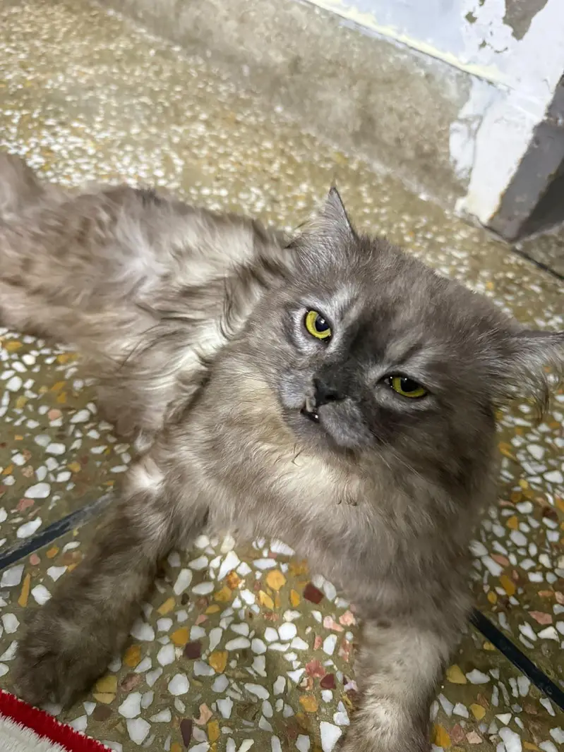 beautiful grey cat — photo 4